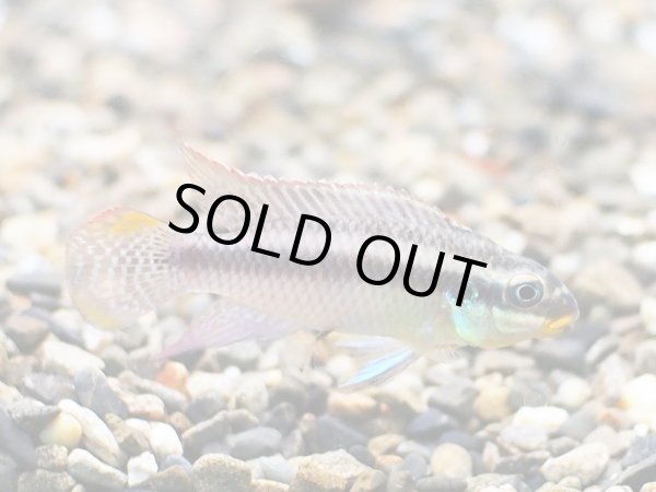 画像2: ペルヴィカクロミス クリベンシス 1ペア WILDローベ (2)