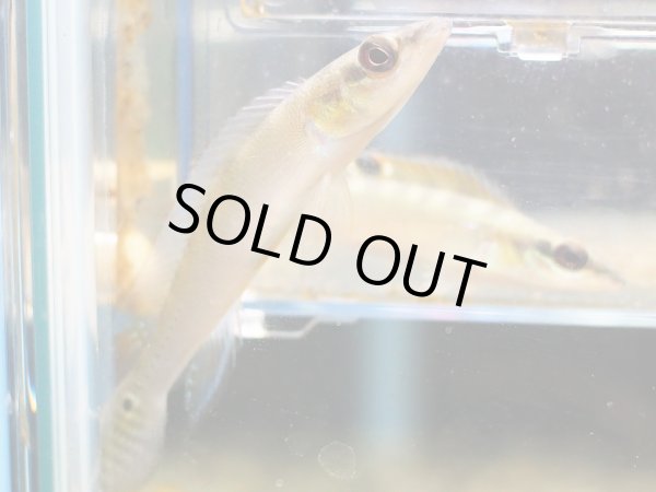 画像2: クレニキクラレガニ 1ペア WILDタパジョス (2)