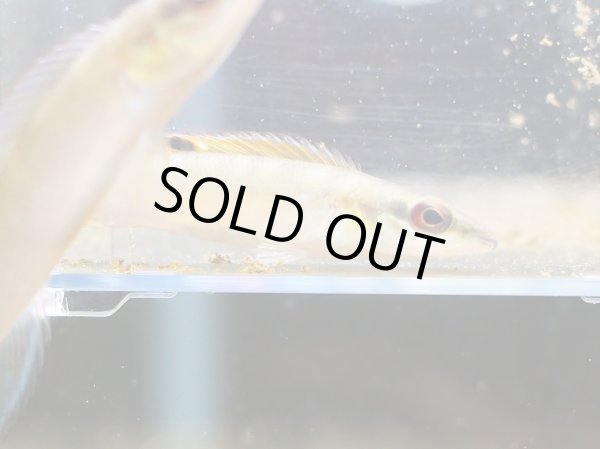 画像3: クレニキクラレガニ 1ペア WILDタパジョス (3)