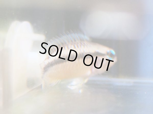 画像3: アピストグラマ アガシジィ 1ペア WILDリオプルス (3)