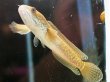画像2: チャンナ シアノスピロス(13cm±)WILDスマトラ (2)