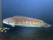 画像2: チャンナ アウロフラメア(25cm±)WILD (2)