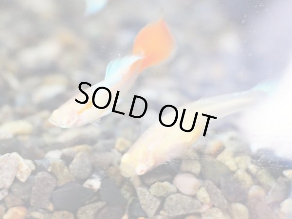 画像2: 国産グッピー アクアマリンレッドテール パンジー 1ペア (2)