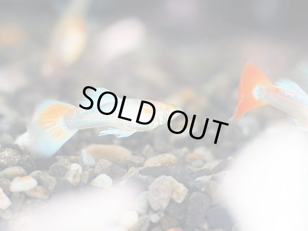 画像3: 国産グッピー アクアマリンレッドテール パンジー 1ペア (3)