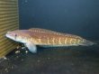 画像1: チャンナ アウロフラメア(25cm±)WILD (1)