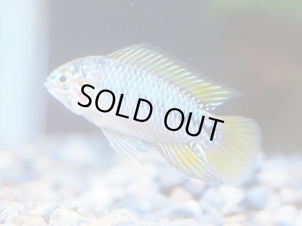 画像3: アピストグラマ ボレリー オパール 1ペア EUブリード (3)