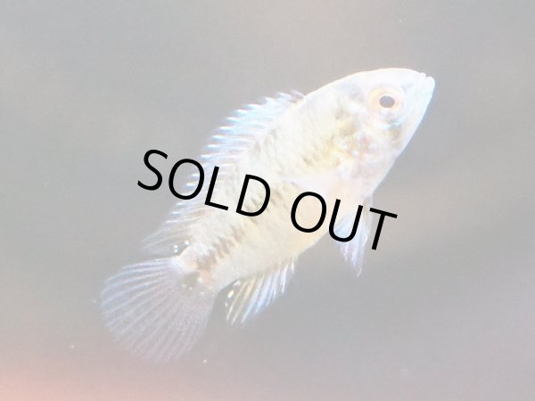 画像4: アピストグラマ ボレリー オパール 1ペア EUブリード (4)