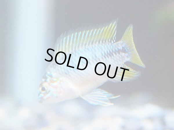 画像2: アピストグラマ ボレリー オパール 1ペア EUブリード (2)