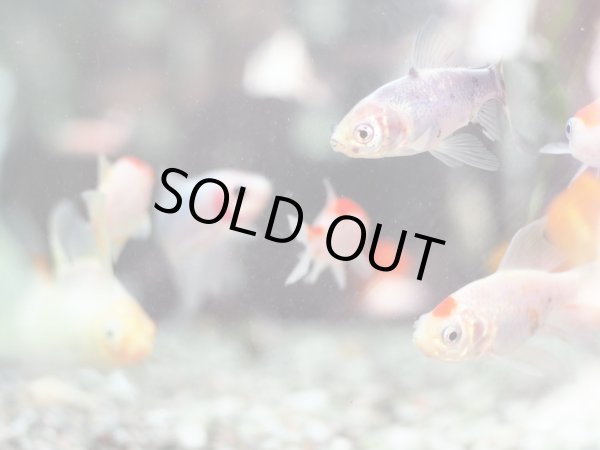 画像3: 金魚 ヒレ長 MIX (3)