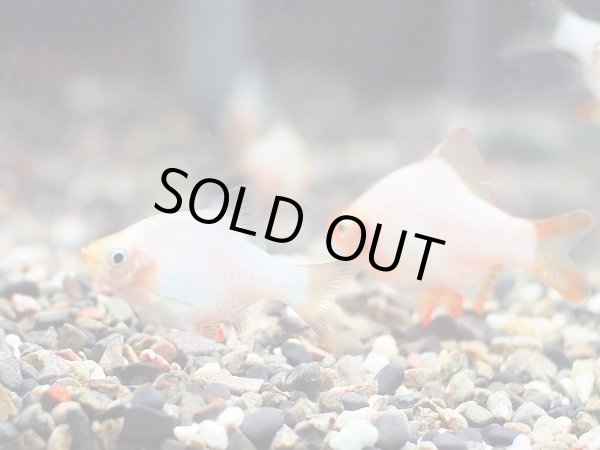 画像2: サファイアグリーンスマトラ (2)