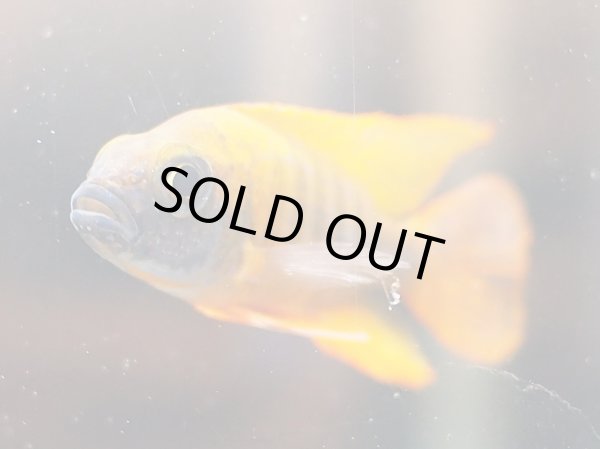 画像4: アウロノカラ ヤコブフレイベルギィ (4)