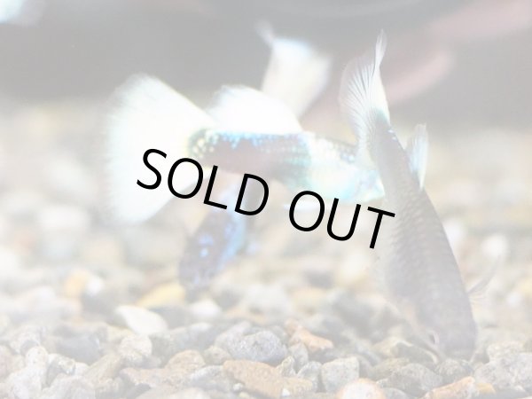 画像3: 国産グッピー ドイツイエロータキシード 1ペア (3)