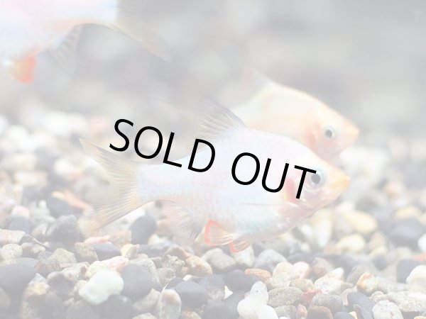 画像3: サファイアグリーンスマトラ (3)