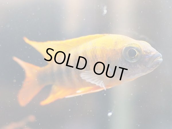 画像2: アウロノカラ ヤコブフレイベルギィ (2)