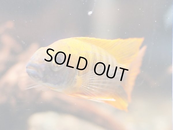 画像3: アウロノカラ ヤコブフレイベルギィ (3)