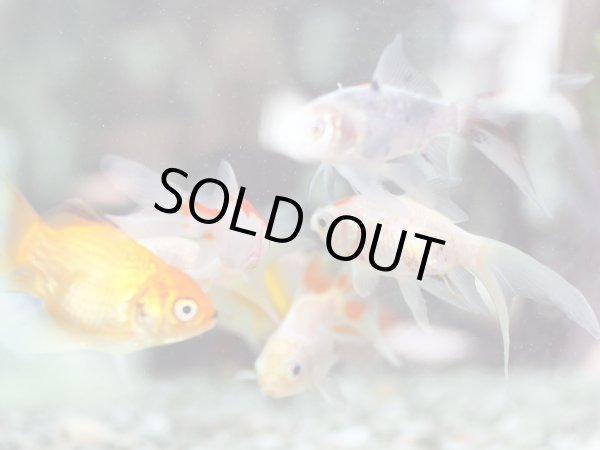 画像2: 金魚 ヒレ長 MIX (2)