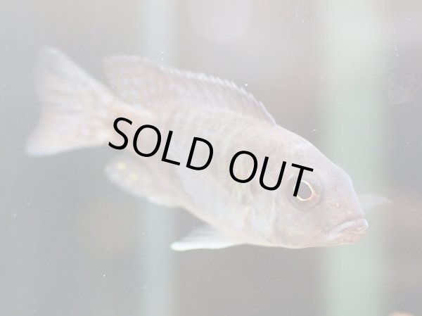 画像2: アウロノカラ スチュワートグランディ (2)