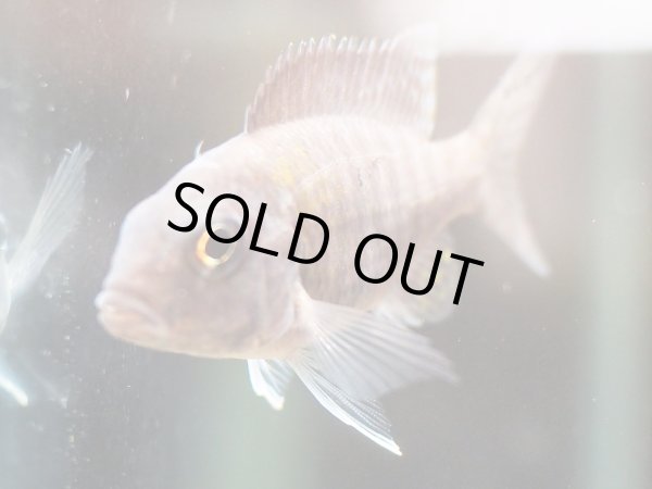 画像3: アウロノカラ スチュワートグランディ (3)