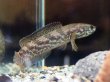 画像2: チャンナ トルサエンシス(13cm±)WILD (2)