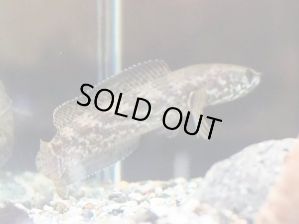 画像2: チャンナ トルサエンシス(13cm±)WILD (2)