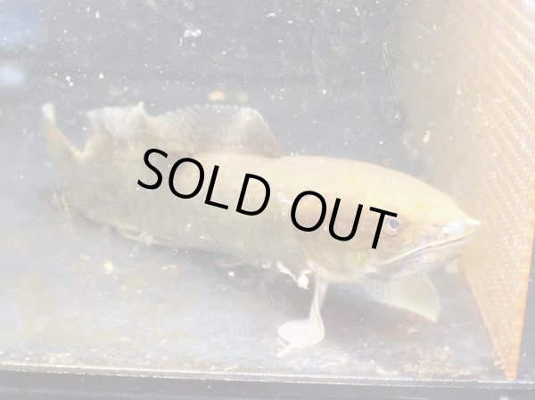 画像3: アミアオセリカウダ(32cm±)WILDテキサス (3)