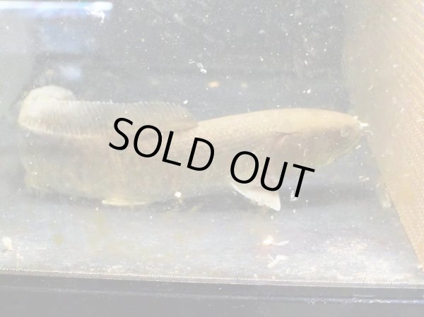 画像4: アミアオセリカウダ(32cm±)WILDテキサス (4)