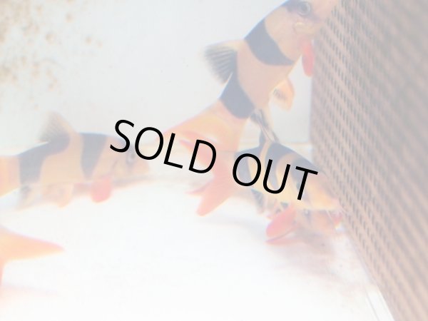 画像3: クラウンローチ(9cm±) (3)