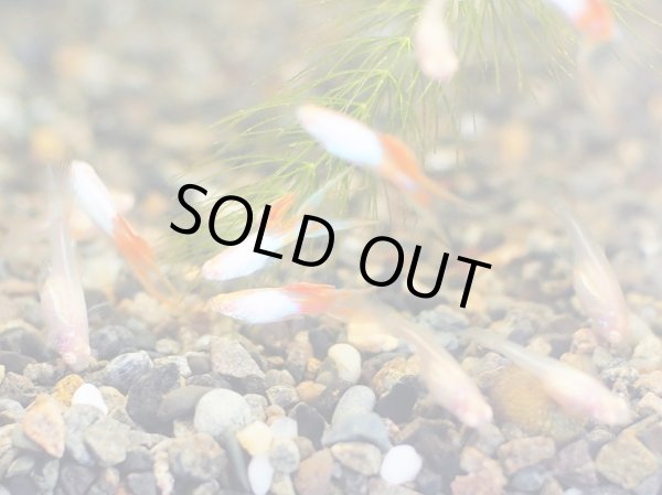 画像3: 国産グッピー RREA エルシルバラド ダブルソード 1ペア (3)