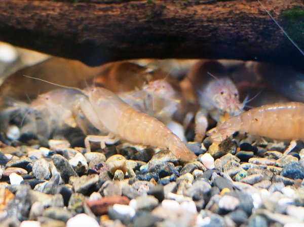 画像2: アフリカンロックシュリンプ(4cm±)WILDナイジェリア★ (2)