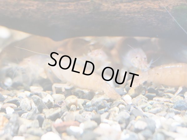 画像2: アフリカンロックシュリンプ(4cm±)WILDナイジェリア (2)