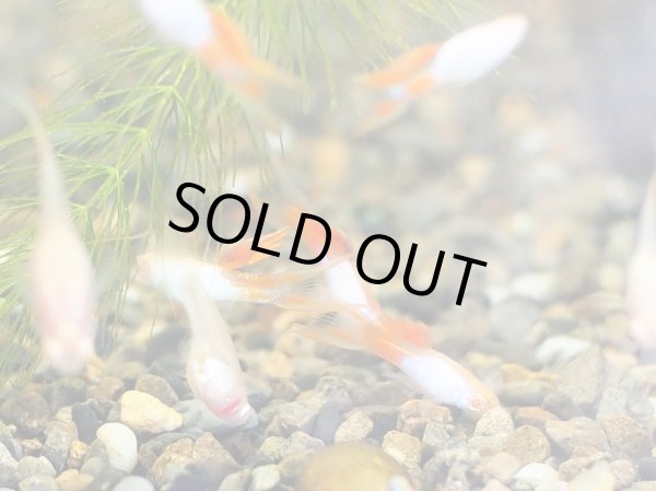 画像2: 国産グッピー RREA エルシルバラド ダブルソード 1ペア (2)