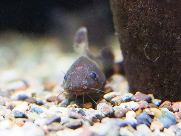 画像2: アジアンバンブルビーキャット(5cm±)ブリード (2)