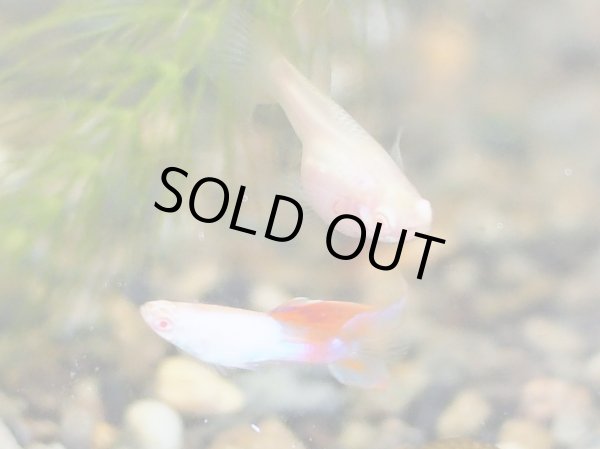 画像4: 国産グッピー RREA エルシルバラド ダブルソード 1ペア (4)