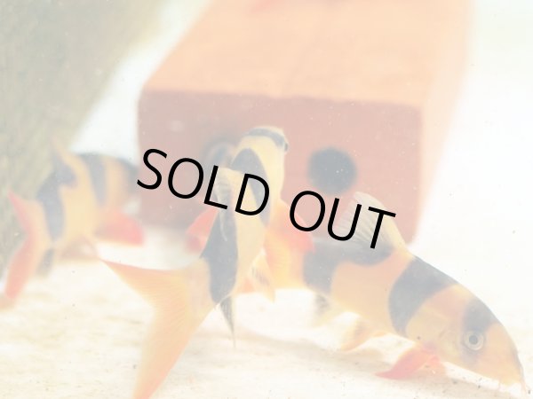 画像2: クラウンローチ(9cm±) (2)