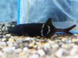 画像2: エレファントノーズフィッシュ(6cm±)WILD (2)
