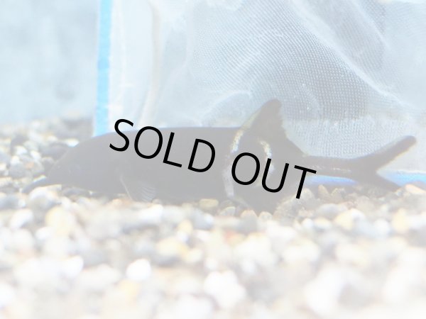 画像2: エレファントノーズフィッシュ(6cm±)WILD (2)