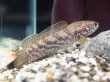 画像3: チャンナ トルサエンシス(13cm±)WILD (3)