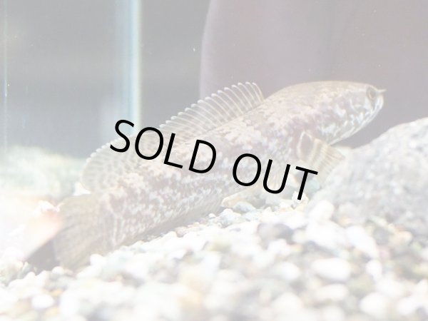 画像3: チャンナ トルサエンシス(13cm±)WILD (3)