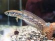 画像1: チャンナ トルサエンシス(13cm±)WILD (1)
