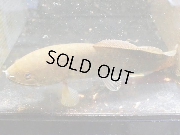 画像1: アミアオセリカウダ(32cm±)WILDテキサス (1)