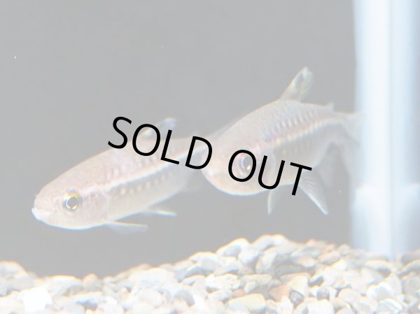 画像3: レッドアイカラシン WILD (3)