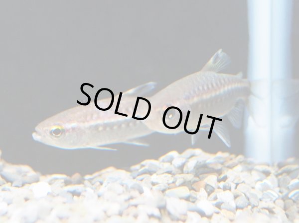 画像4: レッドアイカラシン WILD (4)