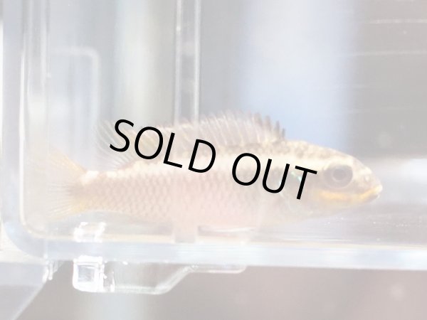 画像2: ペルヴィカクロミス クリベンシス モリウェ 1ペア EUブリード (2)