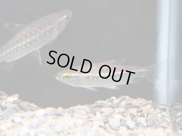 画像2: レッドアイカラシン WILD (2)