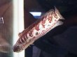 画像2: バイオレットスネークヘッド(12cm±)WILD (2)