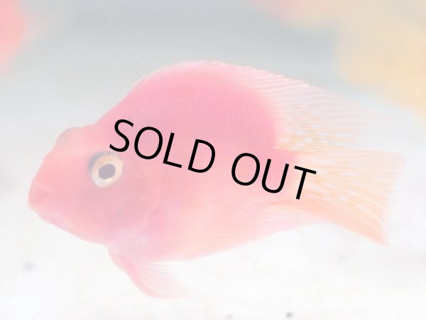 画像2: パープルパロット(6cm±) (2)