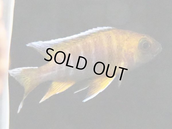 画像2: アウロノカラ ヤコブフレイベルギィ (2)