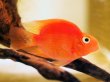 画像1: キングコングパロット(5cm±) (1)