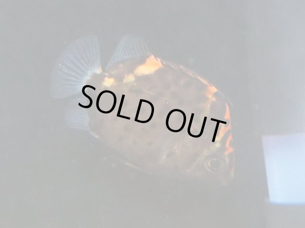 画像2: レッドスキャット (2)