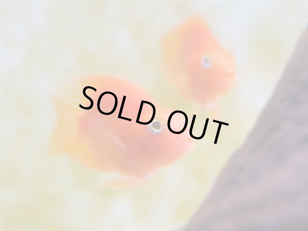 画像3: キングコングパロット(5cm±) (3)